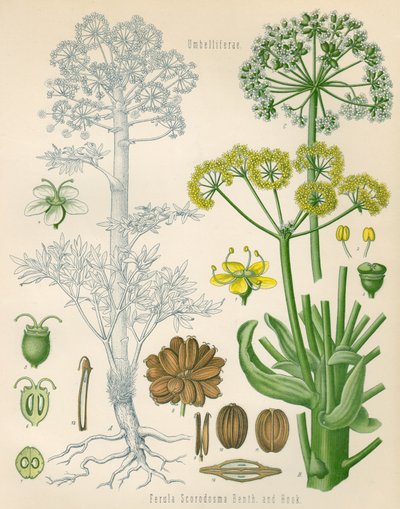 Illustration of Ferula assa-foetida by Unknown